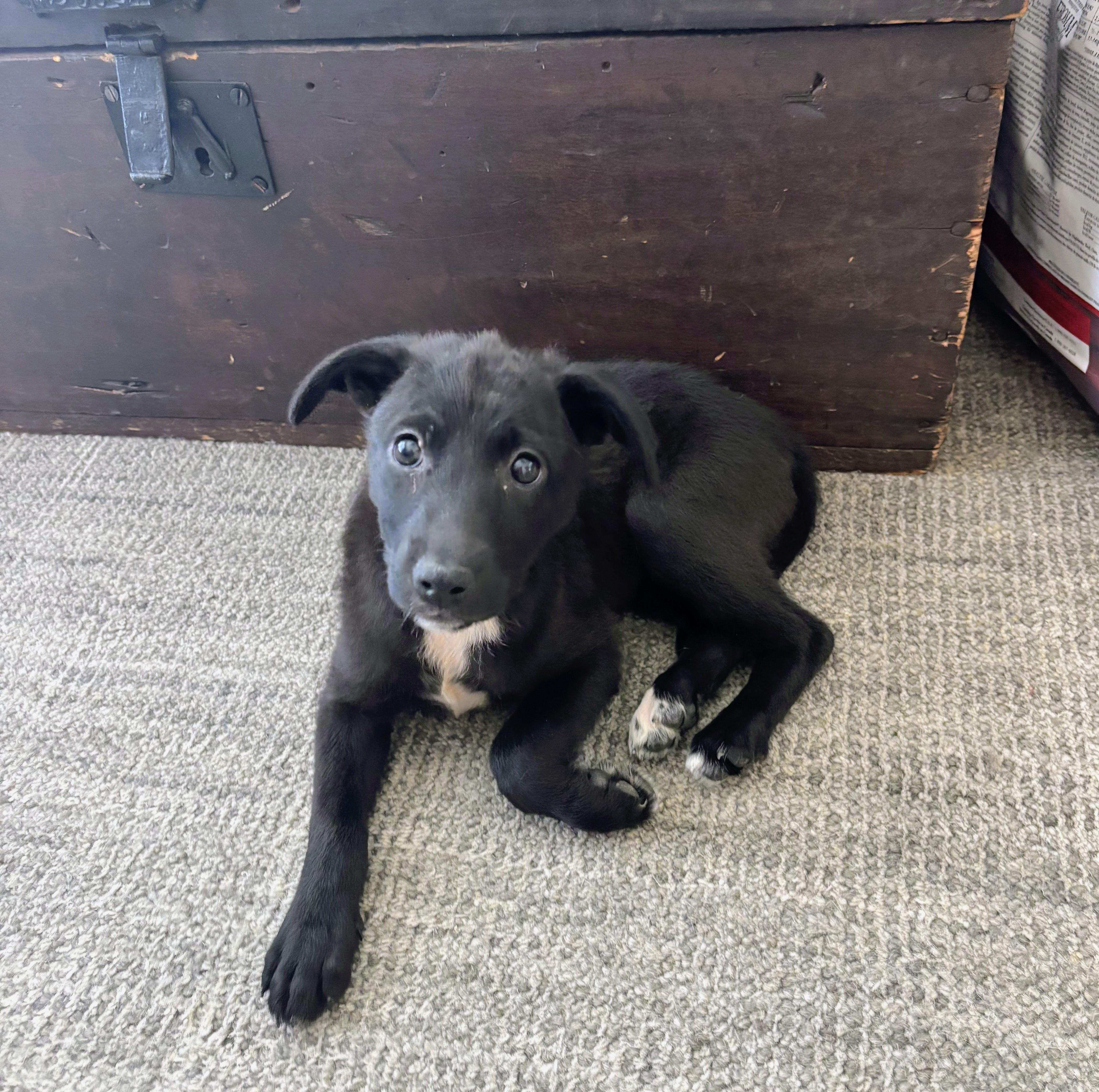 Enlarge Bell, an adopted mixed breed in Bella Vista, AR image 3/4