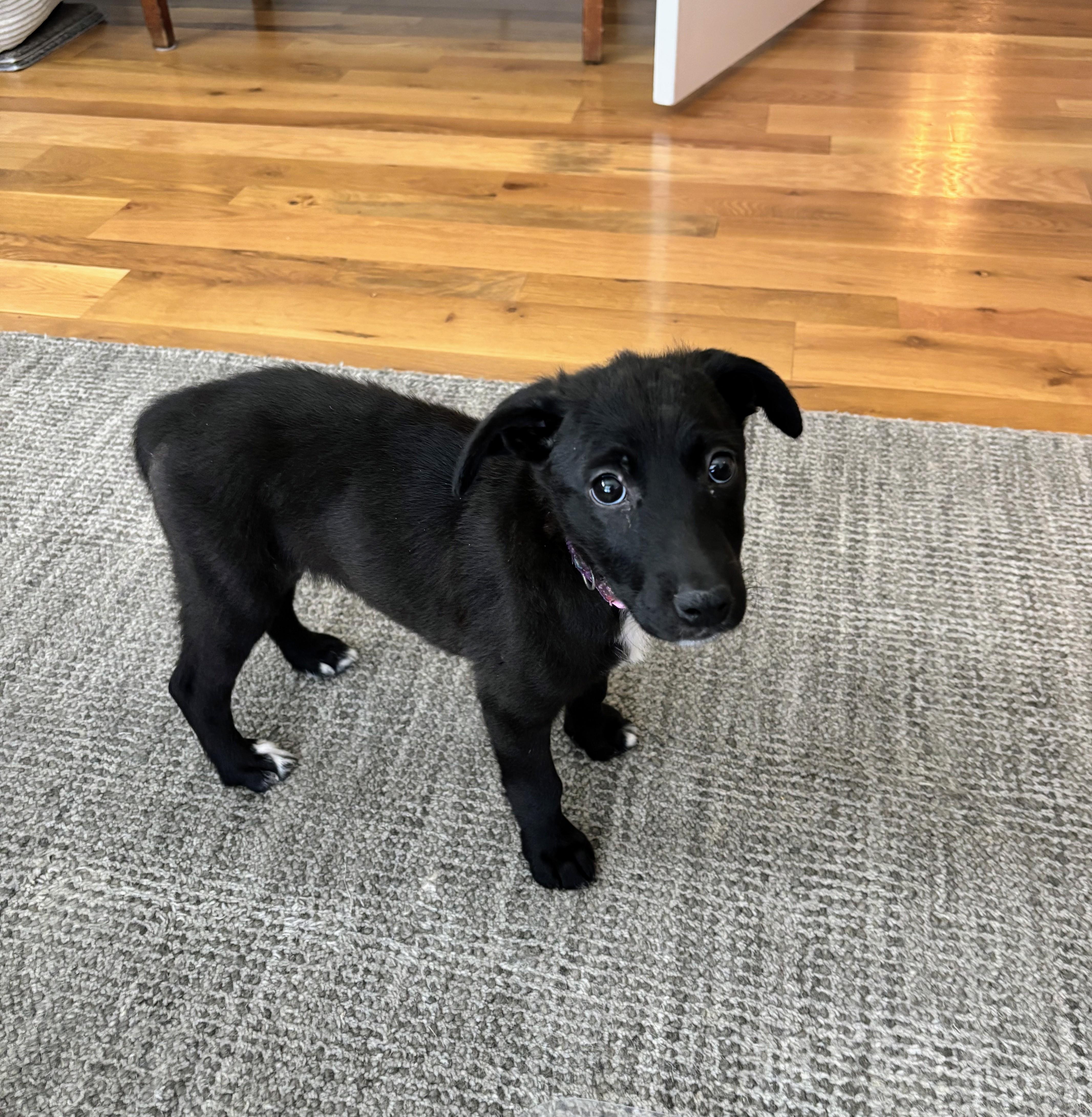 Enlarge Bell, an adopted mixed breed in Bella Vista, AR image 2/4