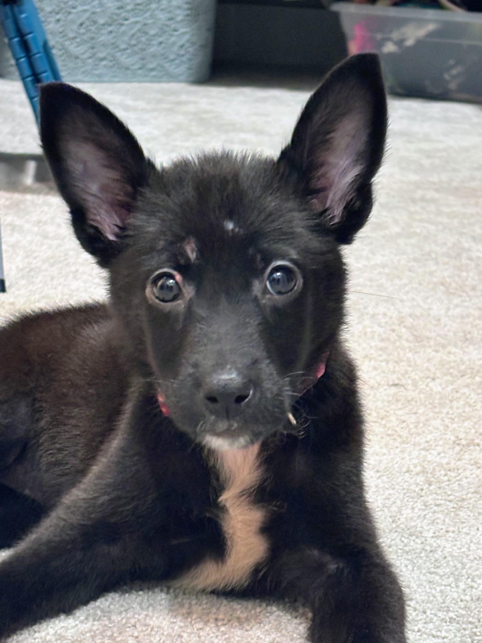 Enlarge Bell, an adopted mixed breed in Bella Vista, AR image 4/4