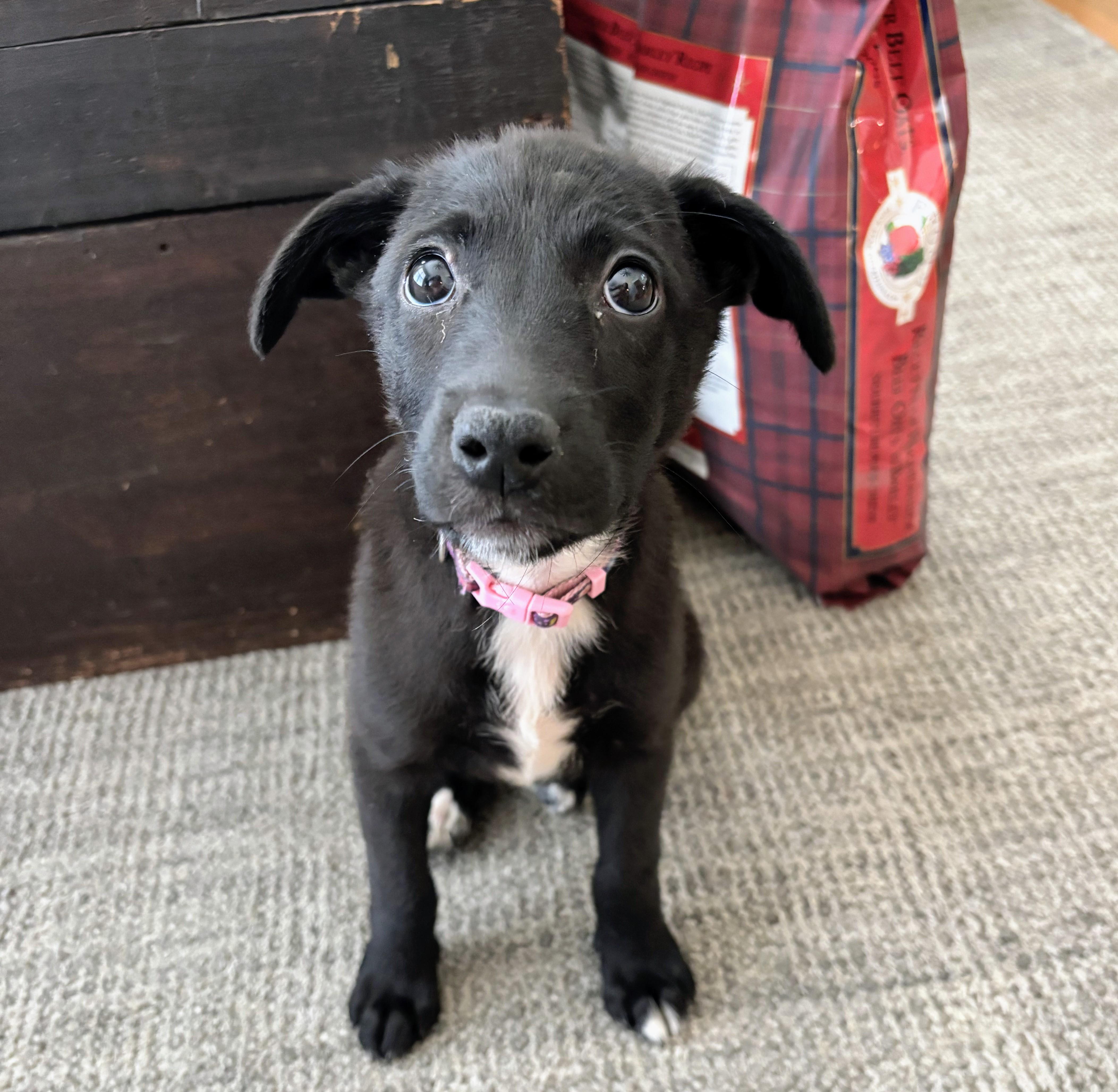 Bell, adopted, Puppy Female Mixed Breed.