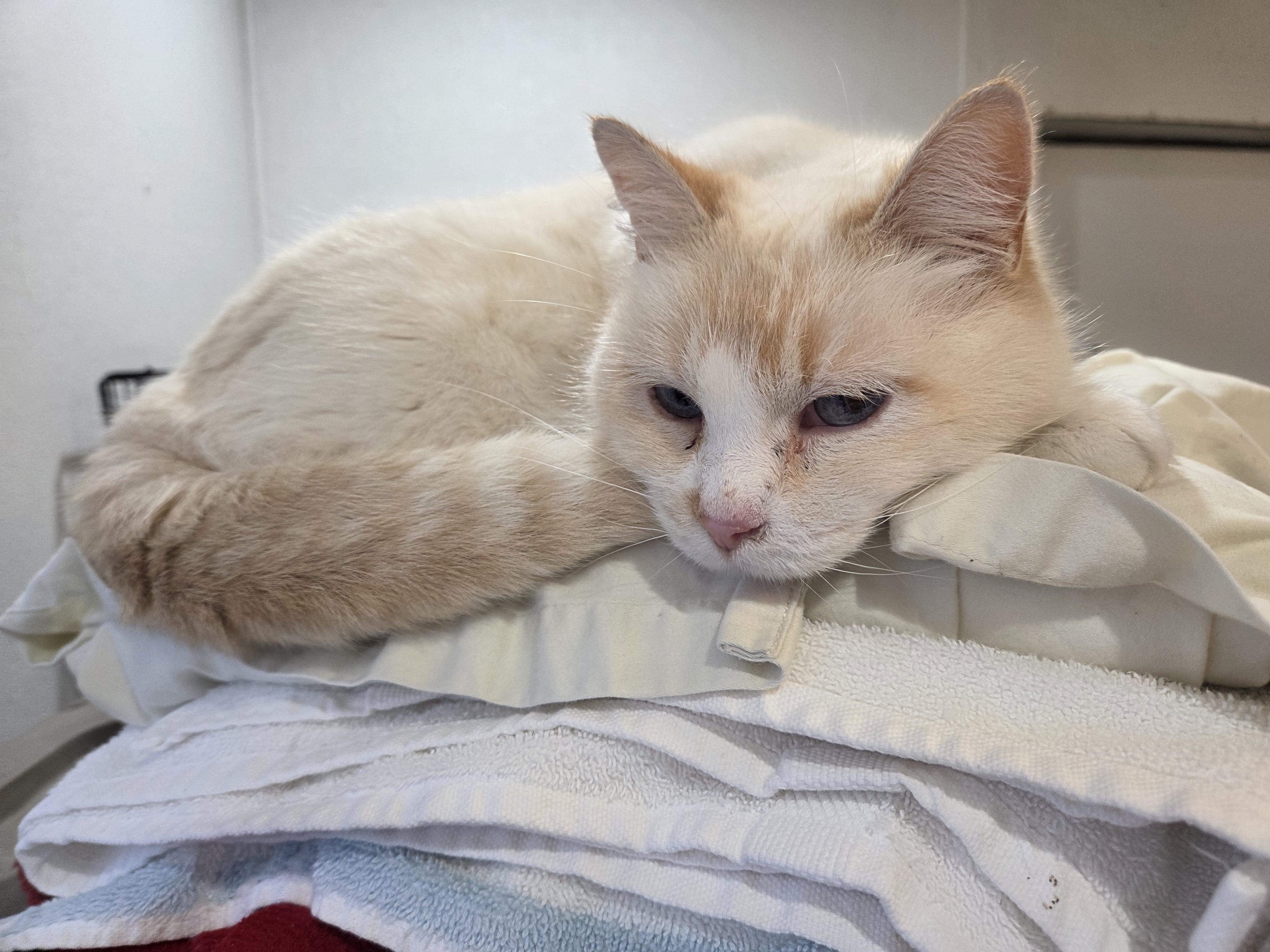 Enlarge Nutmeg , a ADOPTABLE Siamese in Columbia, MO image 3/5