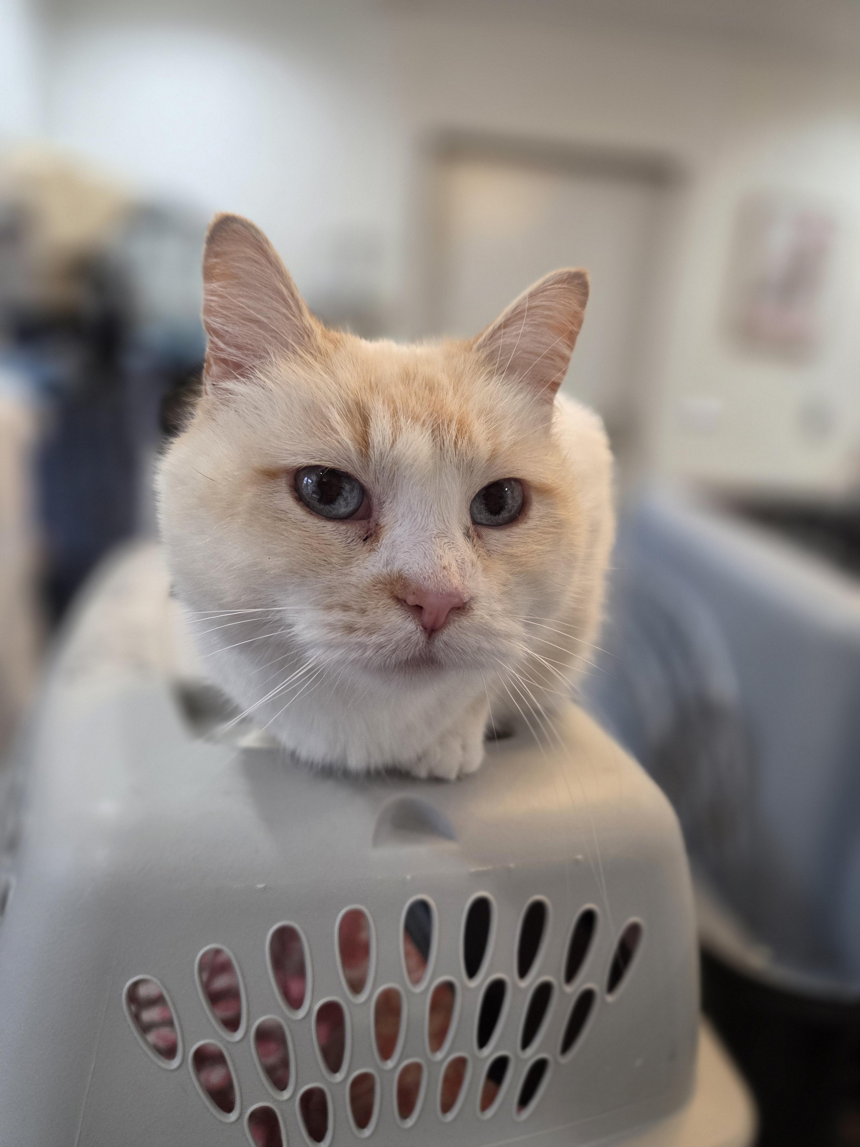 Enlarge Nutmeg , a ADOPTABLE Siamese in Columbia, MO image 4/5
