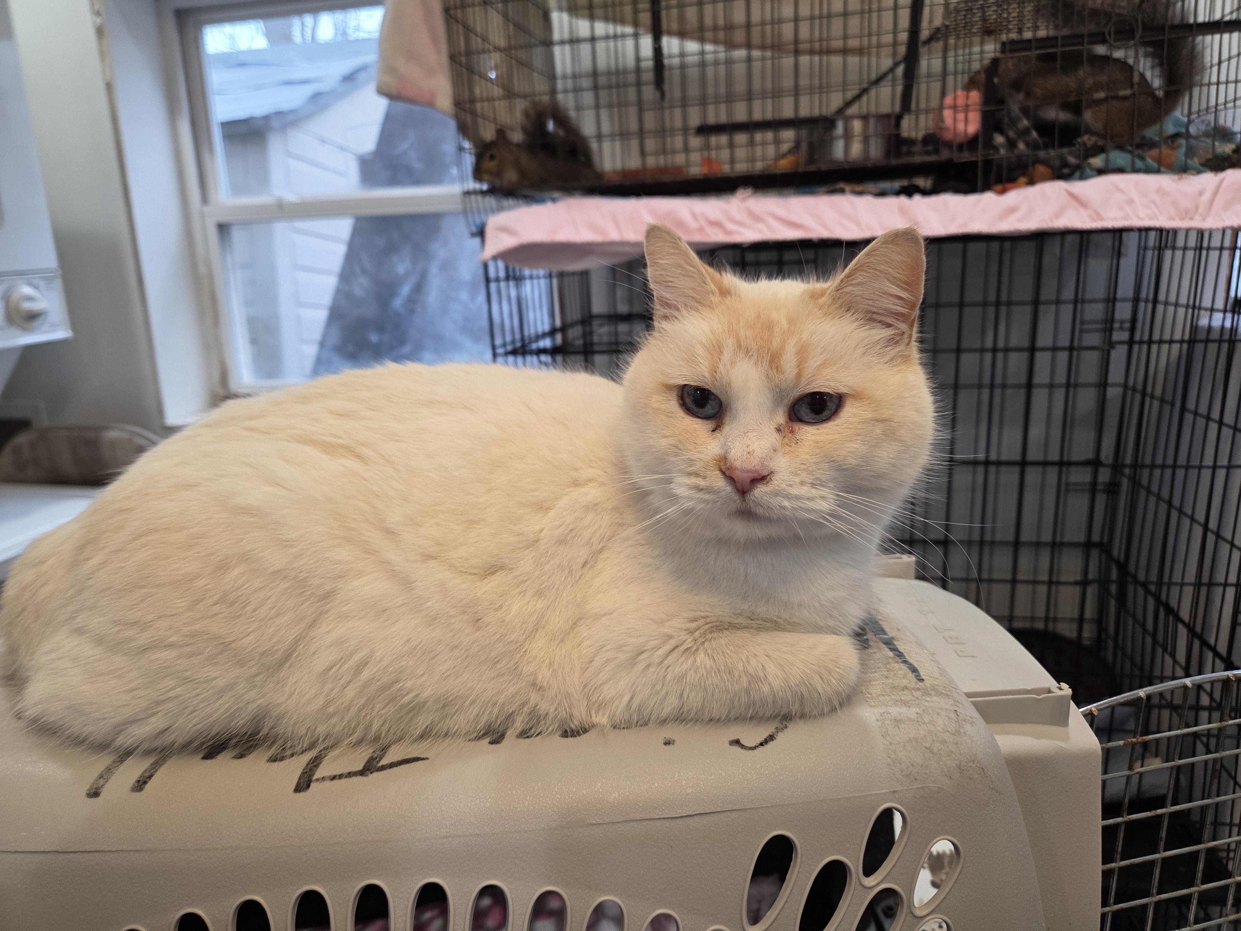 Enlarge Nutmeg , a ADOPTABLE Siamese in Columbia, MO image 5/5