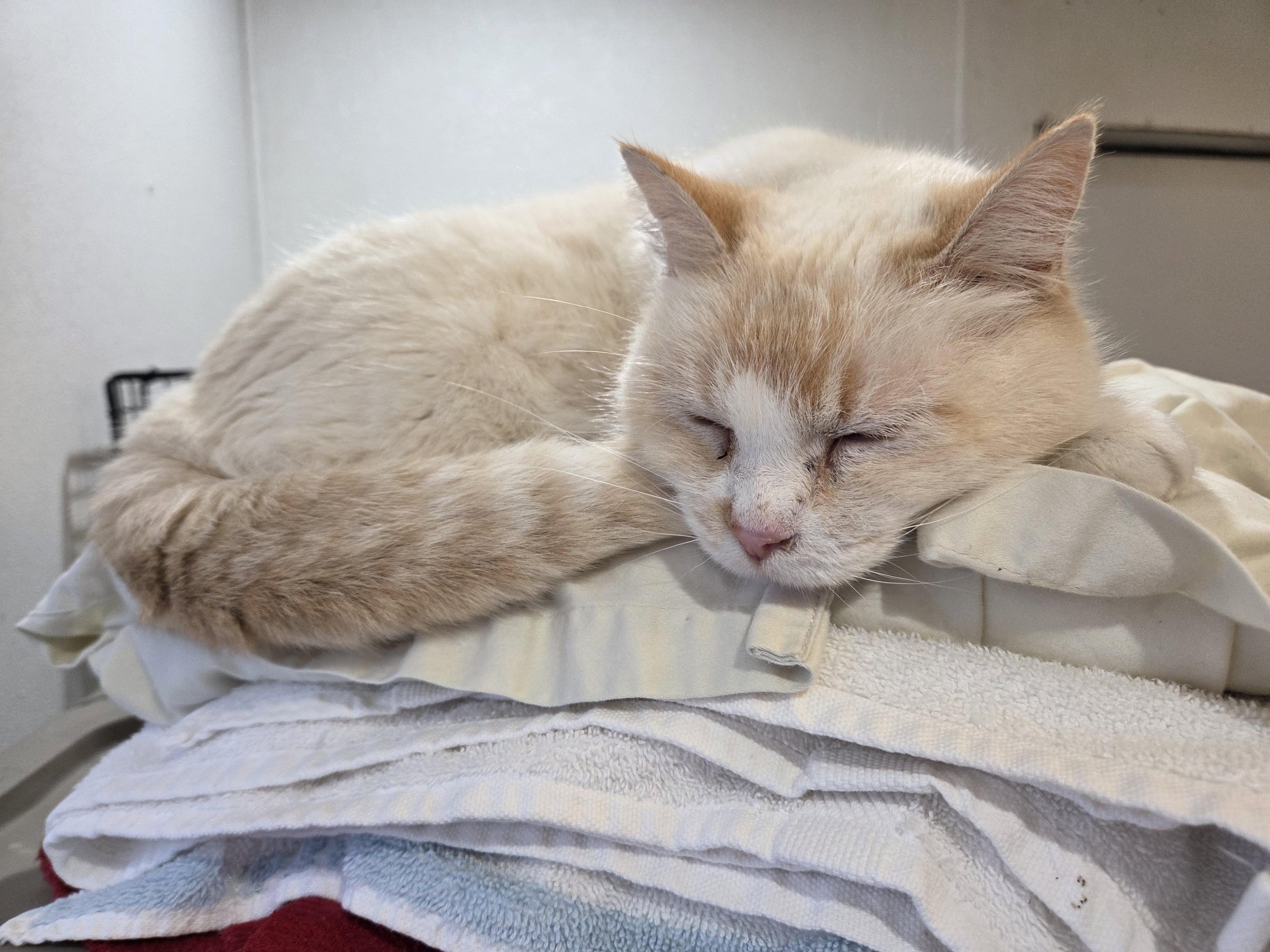 Nutmeg , ADOPTABLE, Senior Female Siamese.