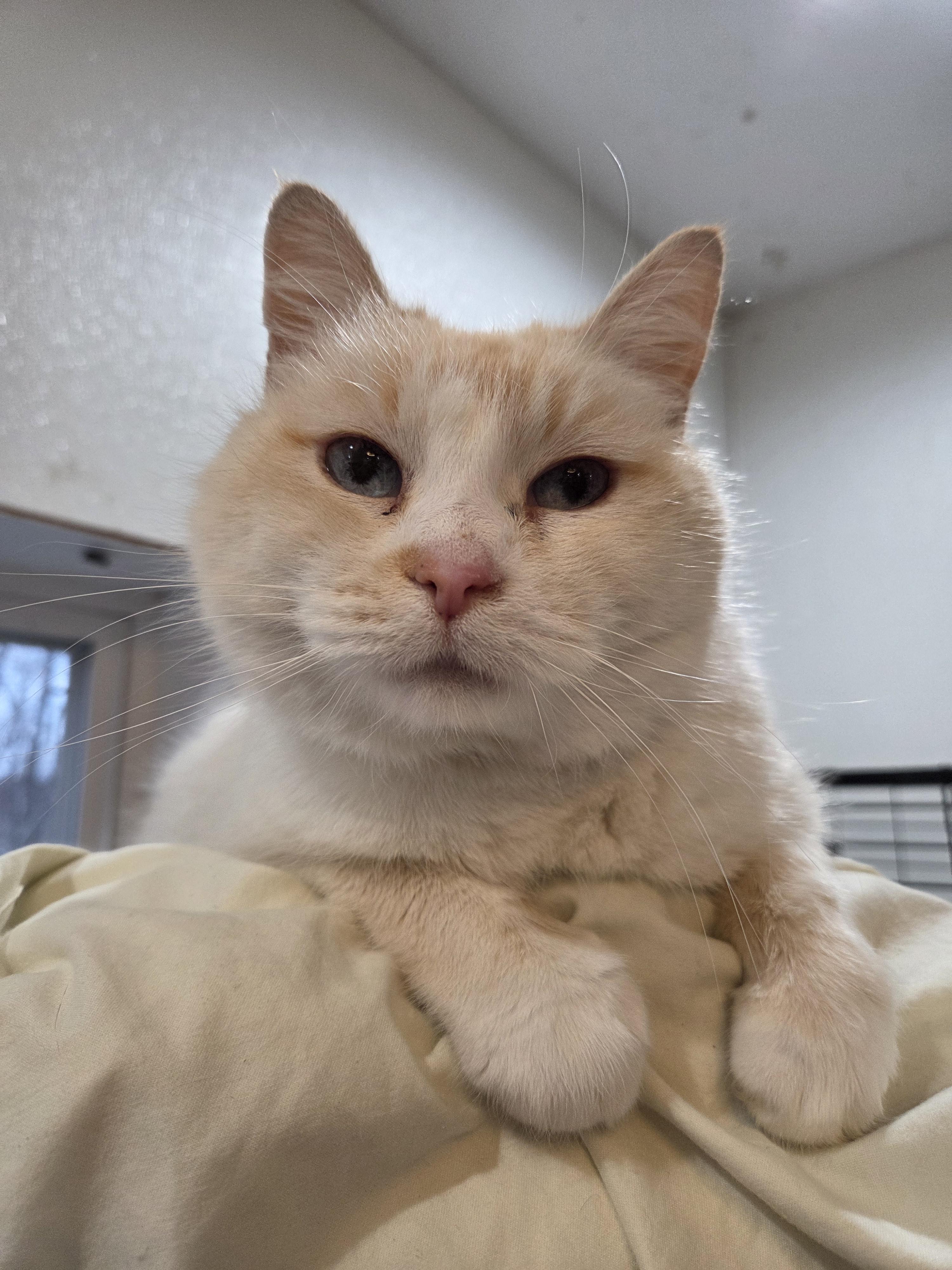 Enlarge Nutmeg , a ADOPTABLE Siamese in Columbia, MO image 2/5