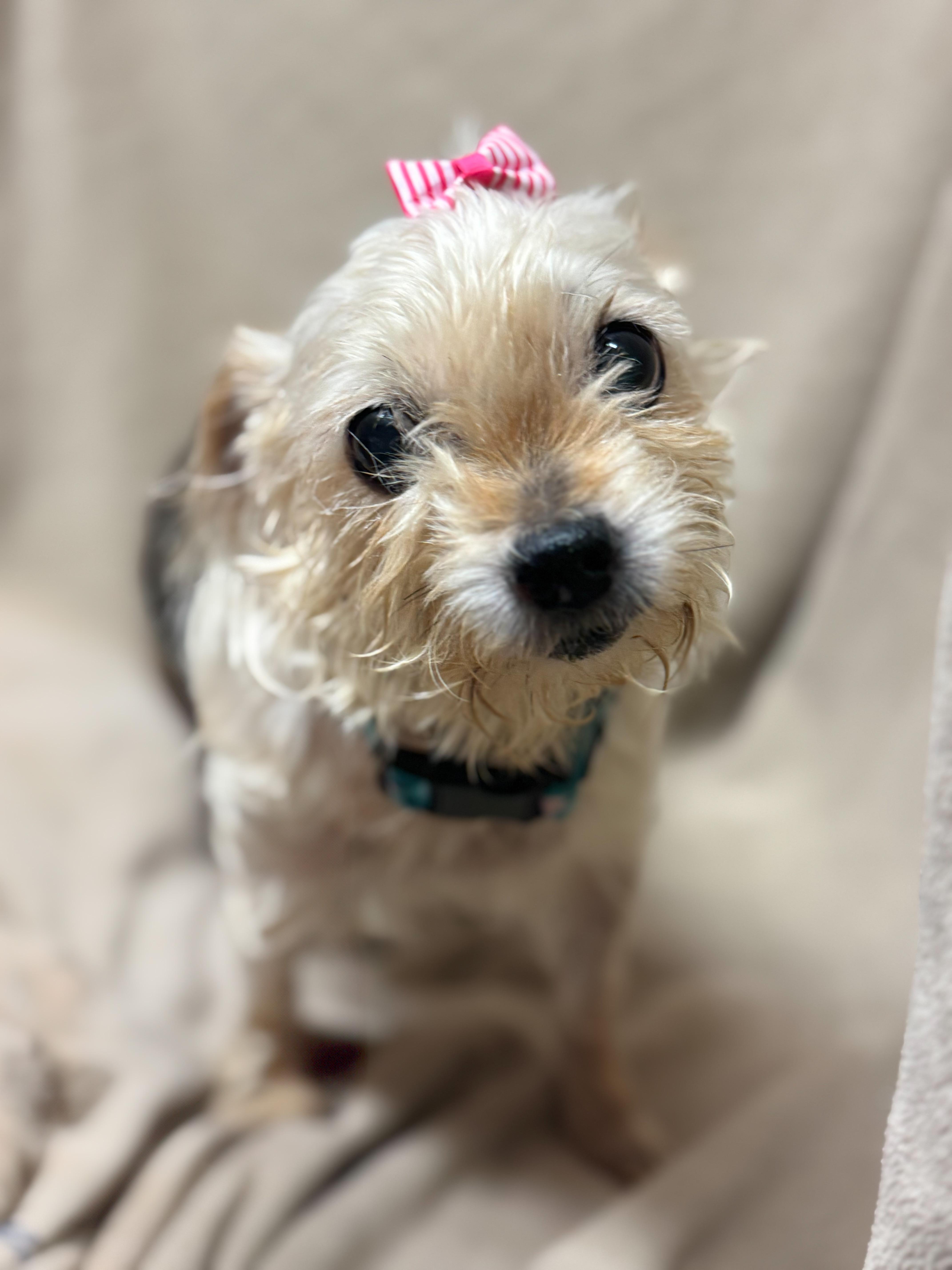 Nonna, Senior Female Yorkshire Terrier