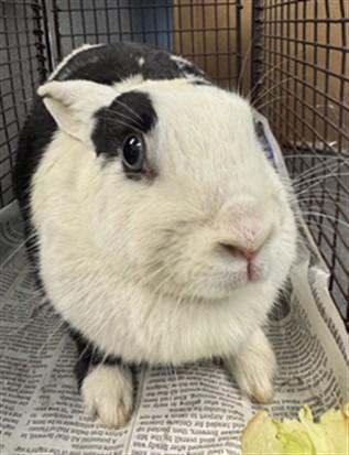 Enlarge CURELLA, a Adoptable Bunny Rabbit in Los Angeles, CA image 1/2