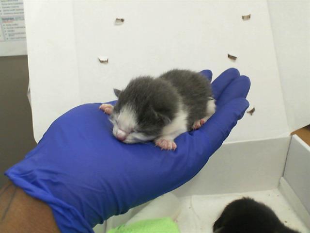 Enlarge AUBRIE, a Adoptable Domestic Short Hair in Dallas, TX image 1/1