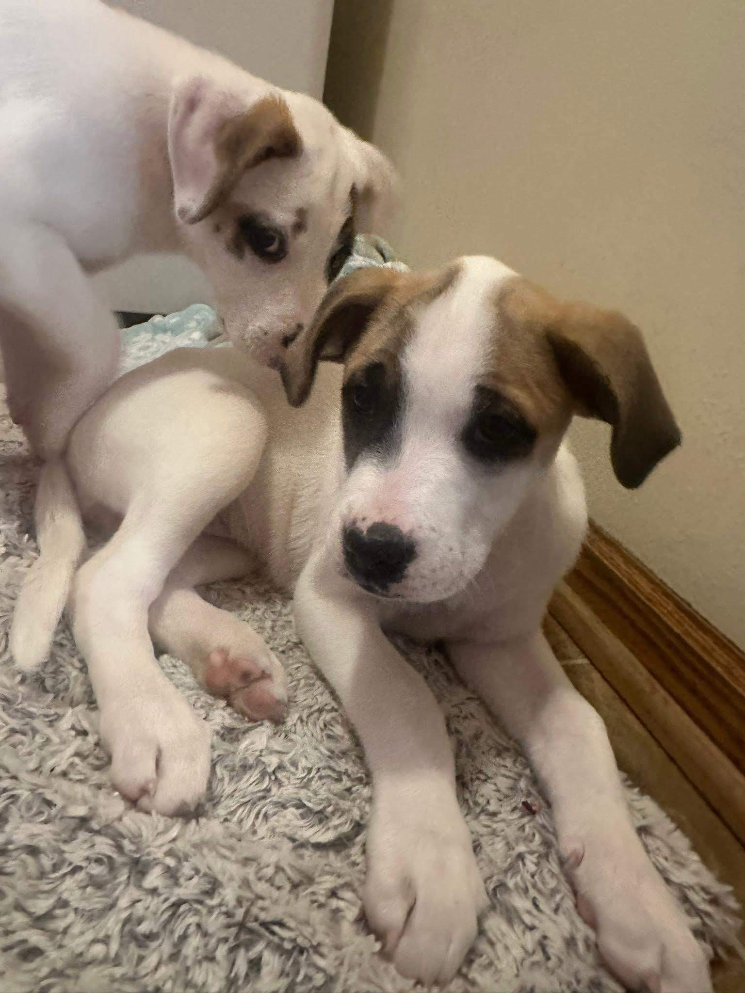 Enlarge Cookie the mixed breed pup, a Adoptable mixed breed in Muskego, WI image 3/3