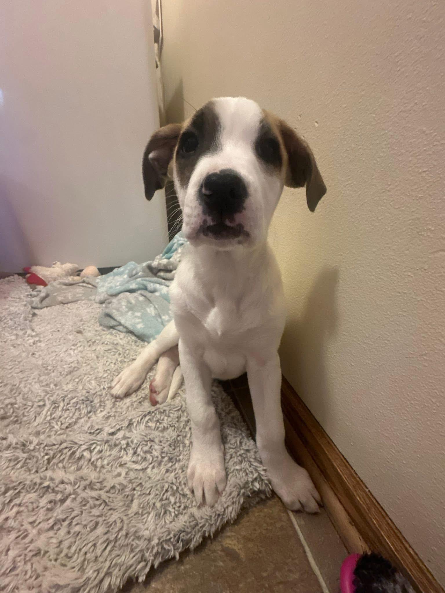 Cookie the mixed breed pup, Adoptable, Puppy Female Boxer & Great Pyrenees.