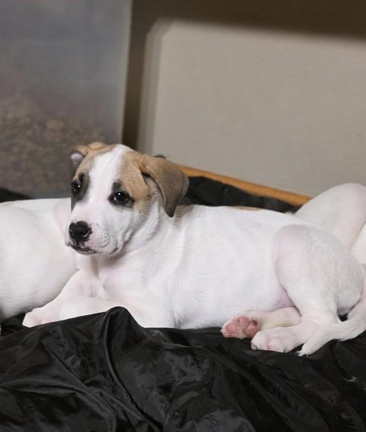 Enlarge Cookie the mixed breed pup, a Adoptable mixed breed in Muskego, WI image 1/3