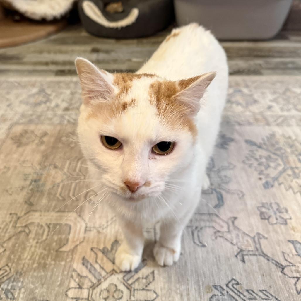 Passport, Adoptable, Senior Female Domestic Short Hair.