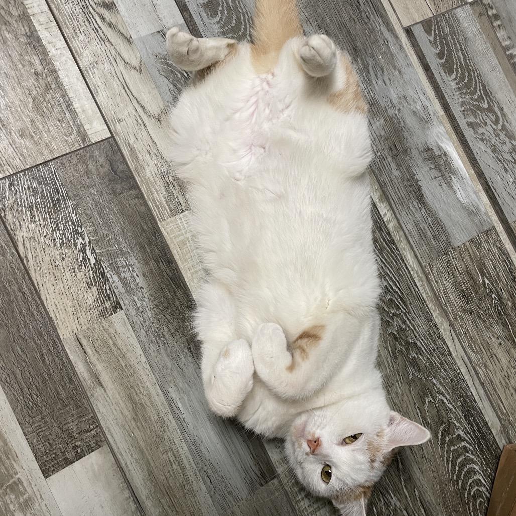 Enlarge Passport, a Adoptable Domestic Short Hair in Bloomington, IL image 2/4