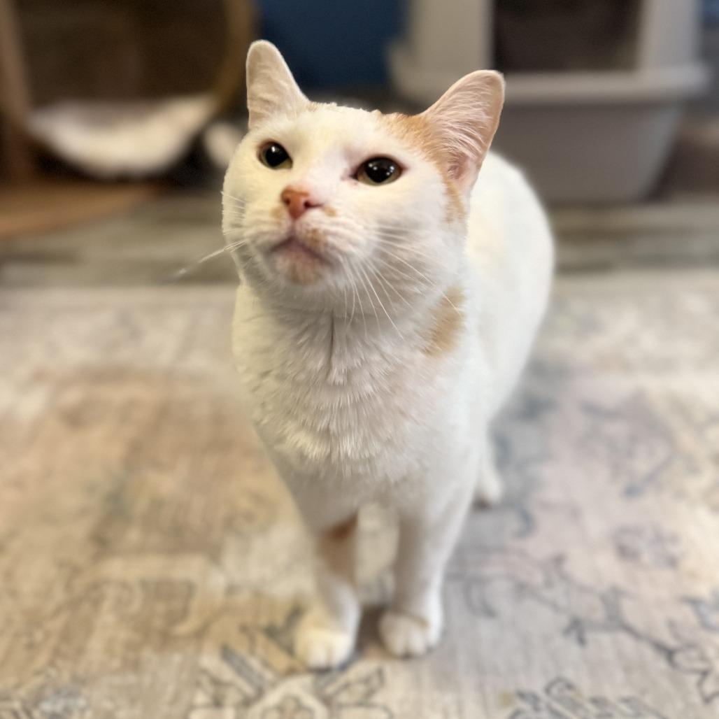 Enlarge Passport, a Adoptable Domestic Short Hair in Bloomington, IL image 3/4