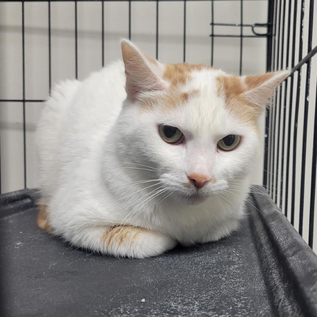 Enlarge Passport, a Adoptable Domestic Short Hair in Bloomington, IL image 4/4