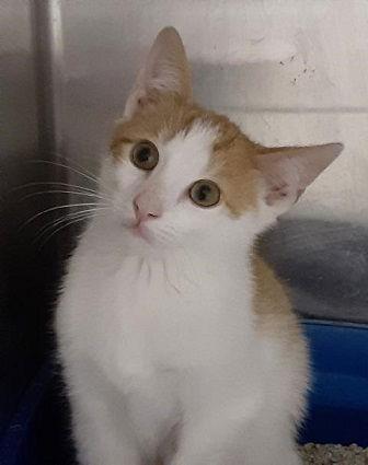 Prince, Adoptable, Young Male Domestic Short Hair.