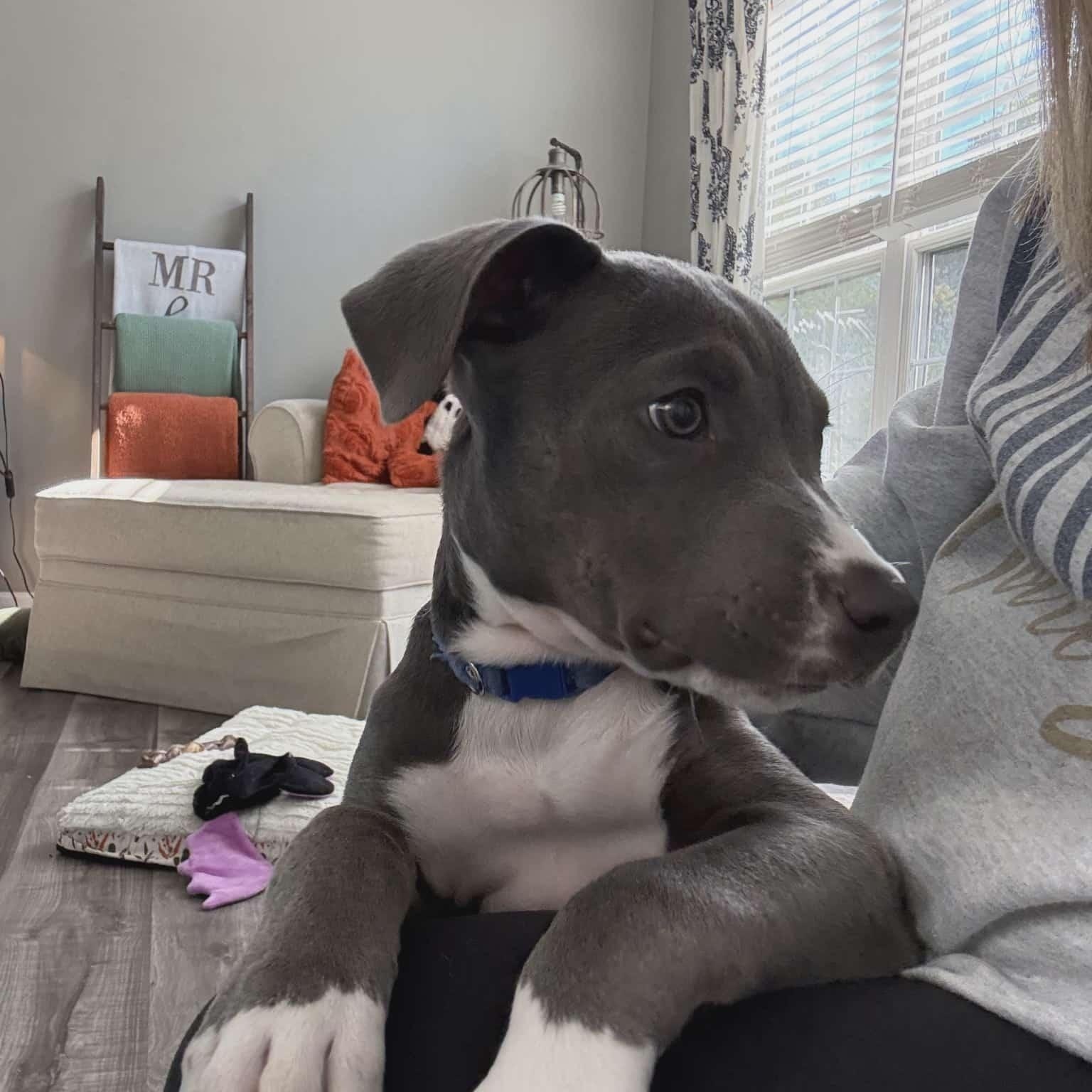 Enlarge Cash, a Adopted Pit Bull Terrier in Niles, IL image 2/5