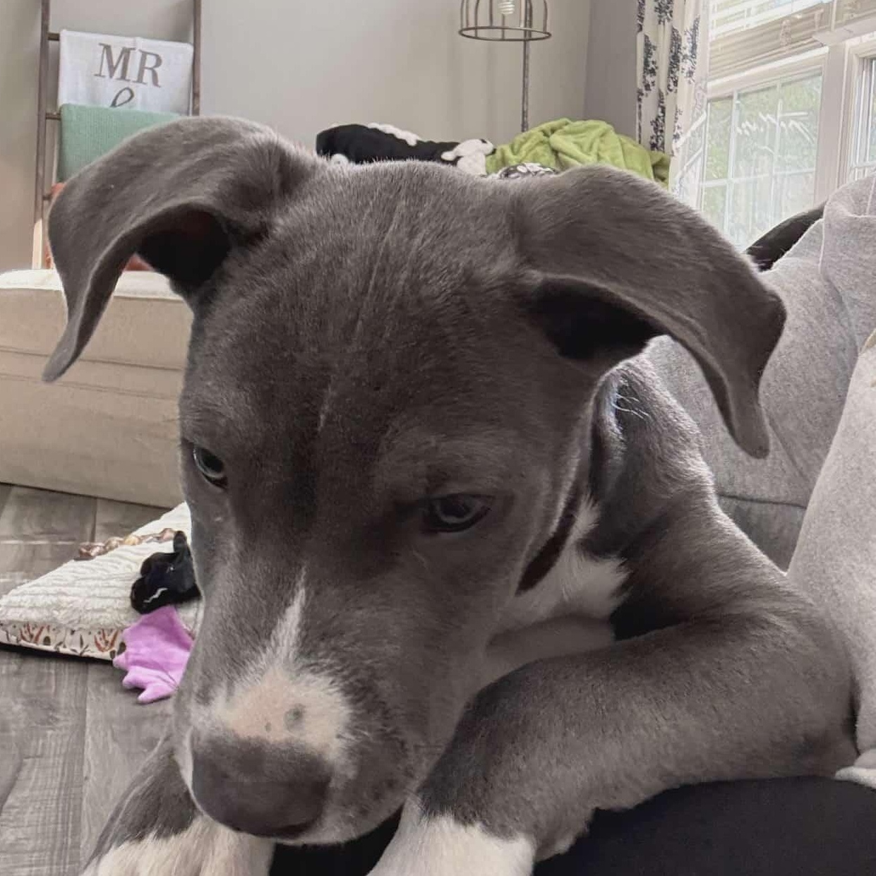 Enlarge Cash, a Adopted Pit Bull Terrier in Niles, IL image 3/5