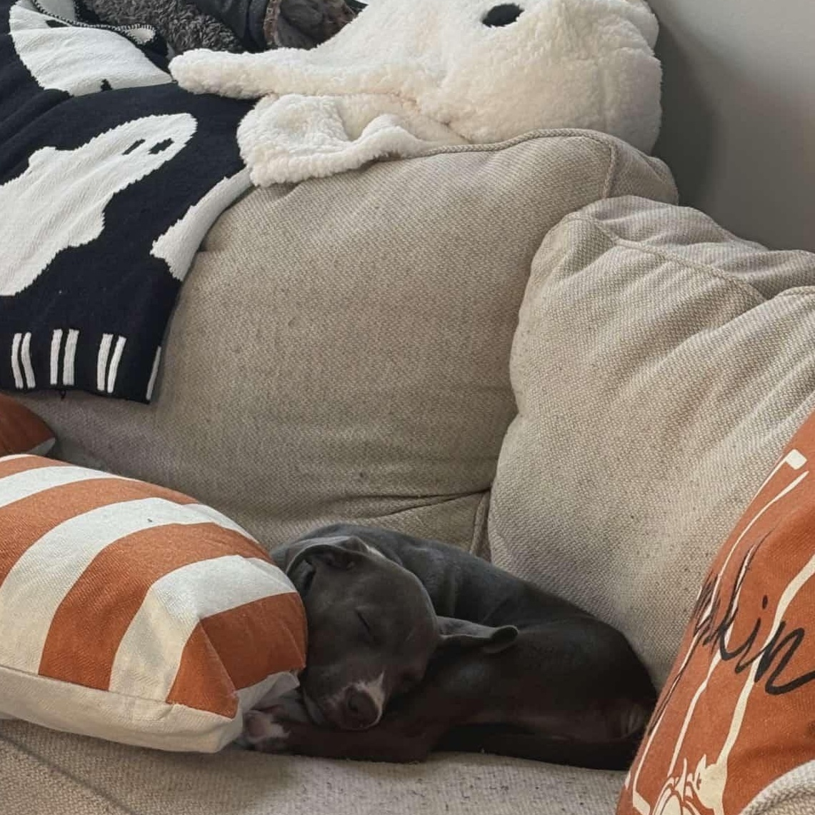 Enlarge Cash, a Adopted Pit Bull Terrier in Niles, IL image 4/5