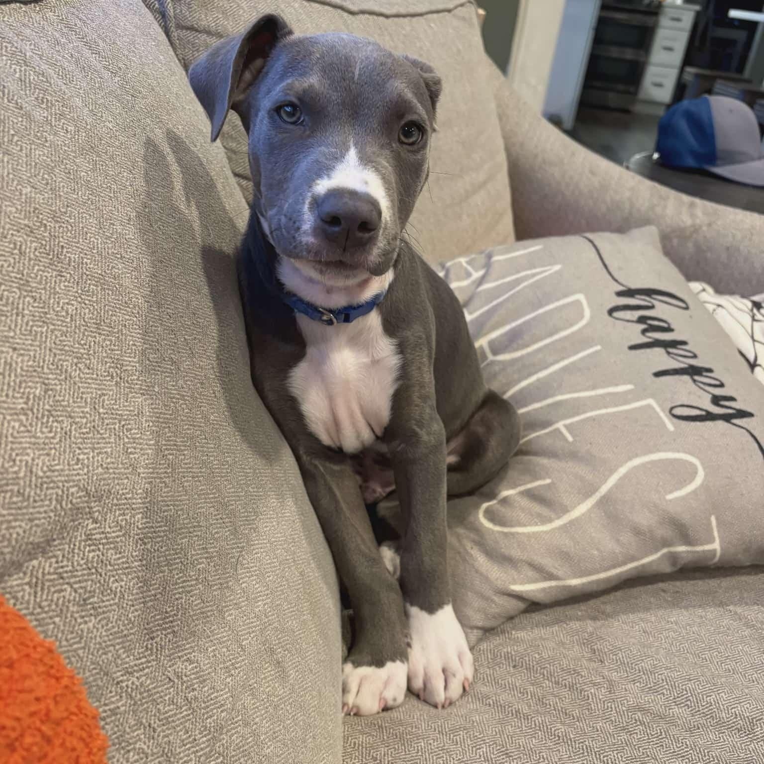 Cash, Adopted, Puppy Male Pit Bull Terrier.