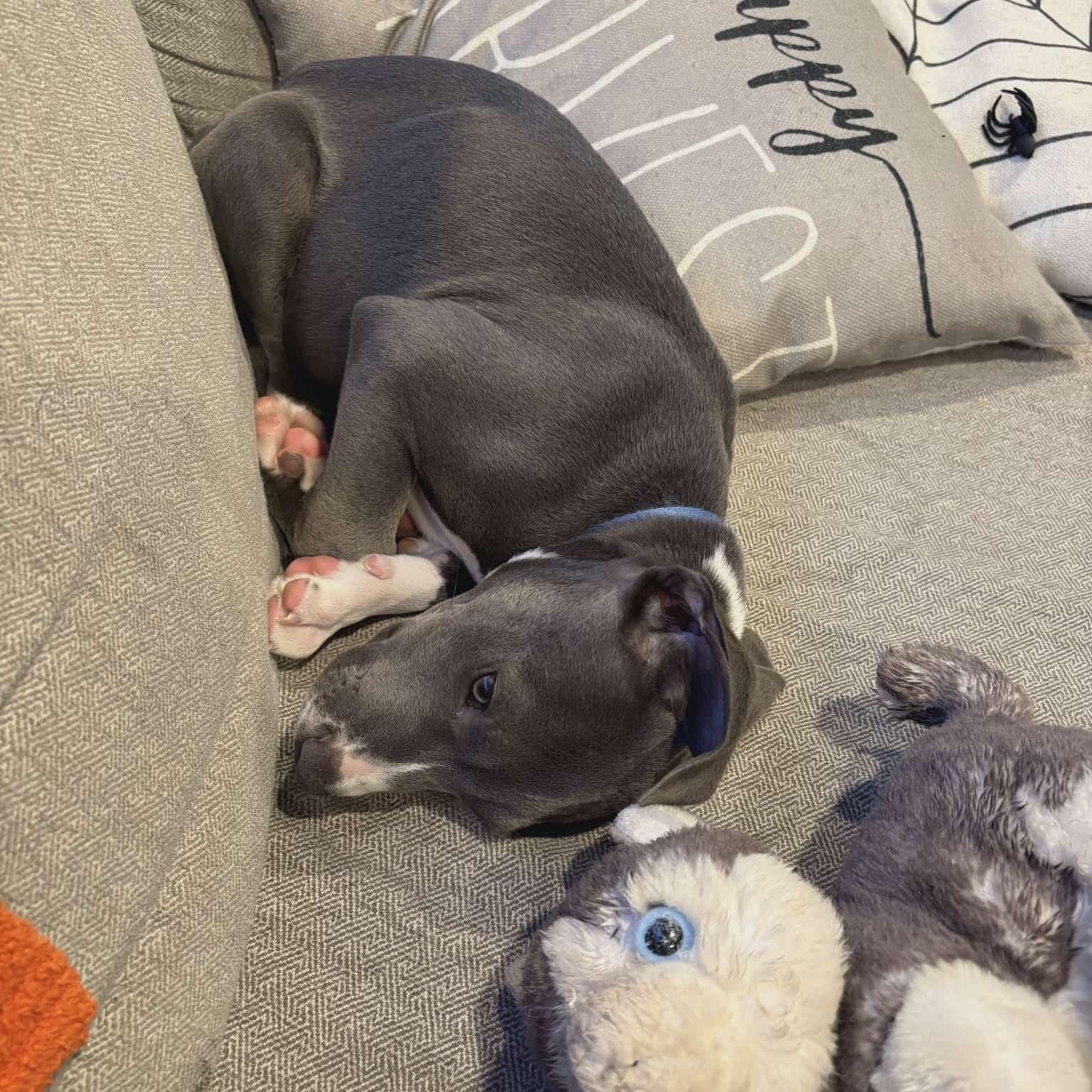 Enlarge Cash, a Adopted Pit Bull Terrier in Niles, IL image 5/5