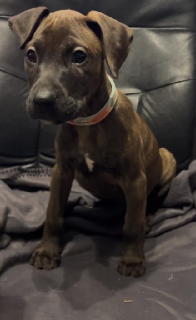 Bread and Butter, Adoptable, Puppy Female Boxer & Doberman Pinscher.