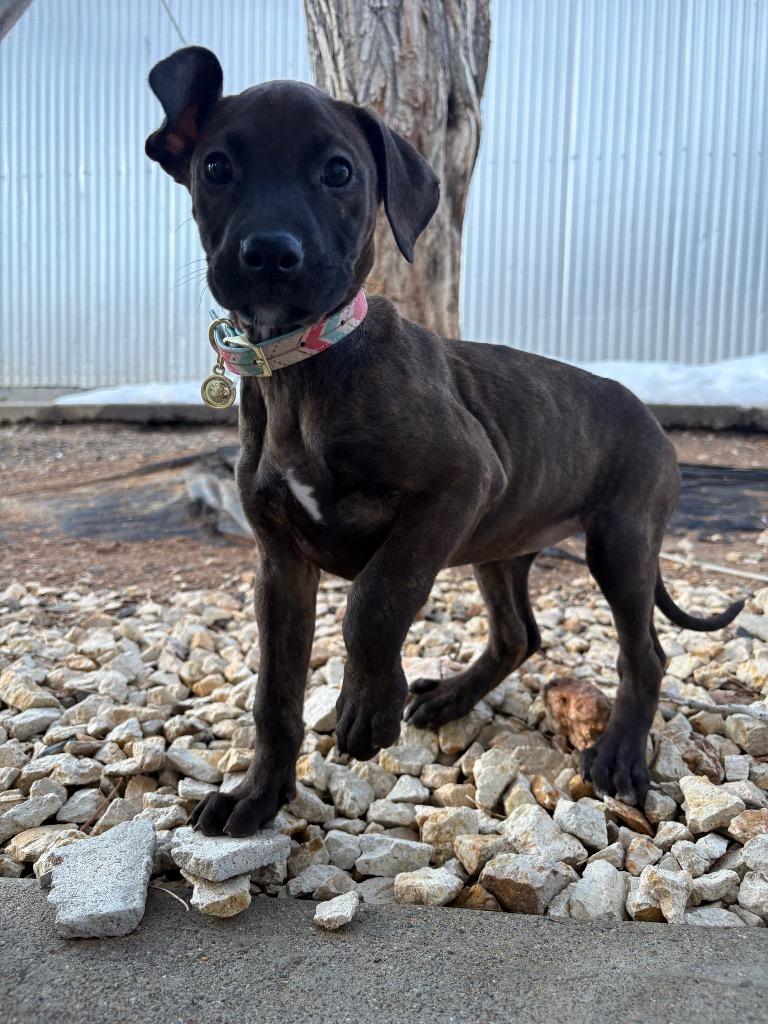 Enlarge Bread and Butter, a Adoptable mixed breed in Reno, NV image 2/5