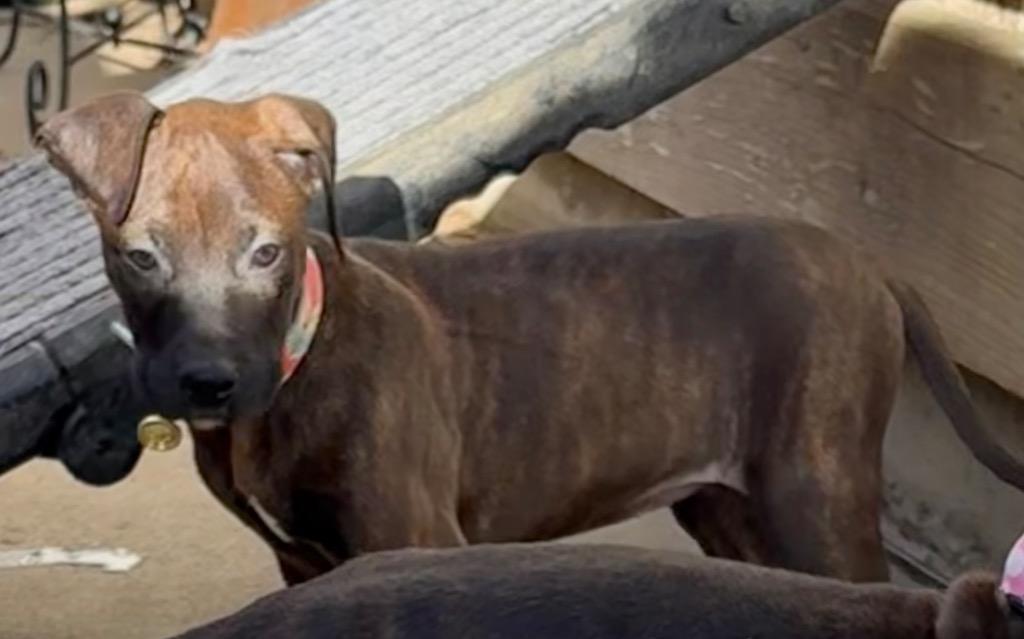 Enlarge Bread and Butter, a Adoptable mixed breed in Reno, NV image 3/5