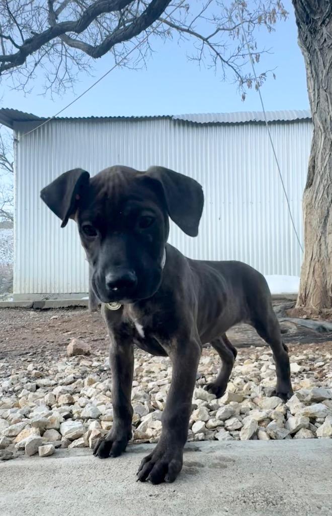 Enlarge Bread and Butter, a Adoptable mixed breed in Reno, NV image 4/5