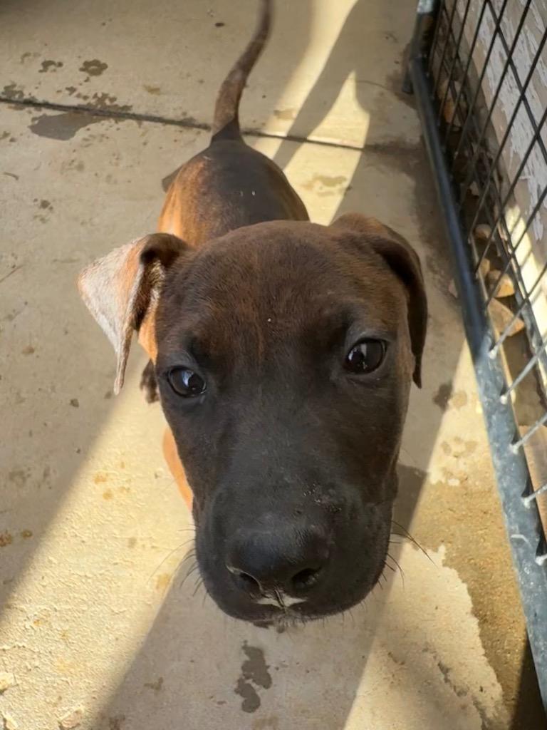 Enlarge Bread and Butter, a Adoptable mixed breed in Reno, NV image 5/5