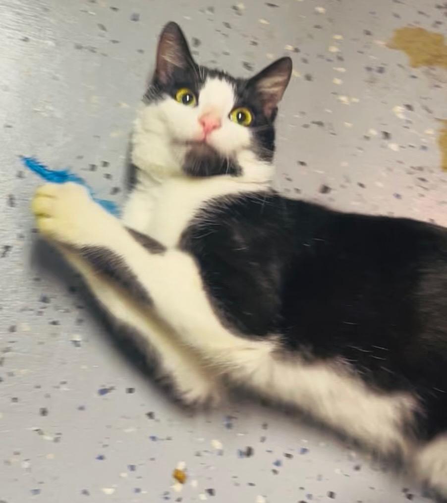 Hendrix, a Adoptable Domestic Short Hair in Santa Ana, CA image 5/6