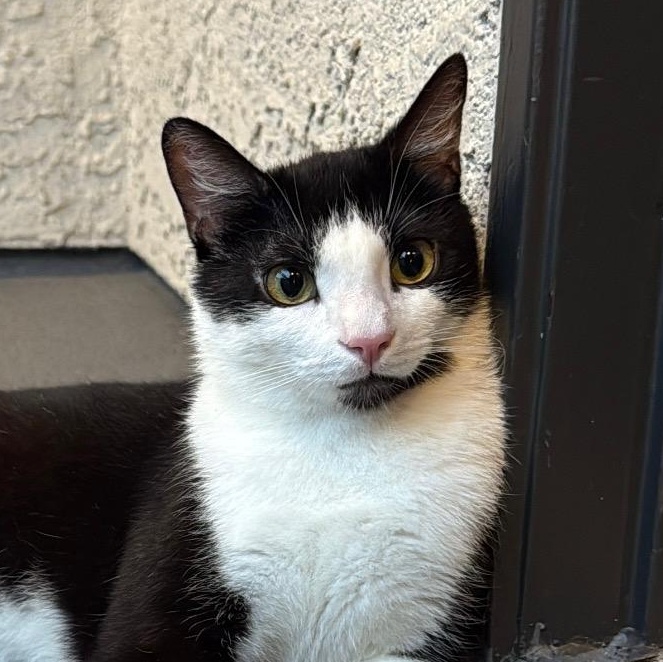 Hendrix, a Adoptable Domestic Short Hair in Santa Ana, CA image 2/6