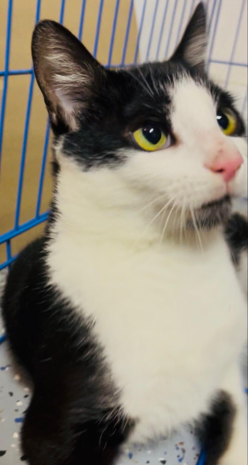 Hendrix, Adult Male Domestic Short Hair