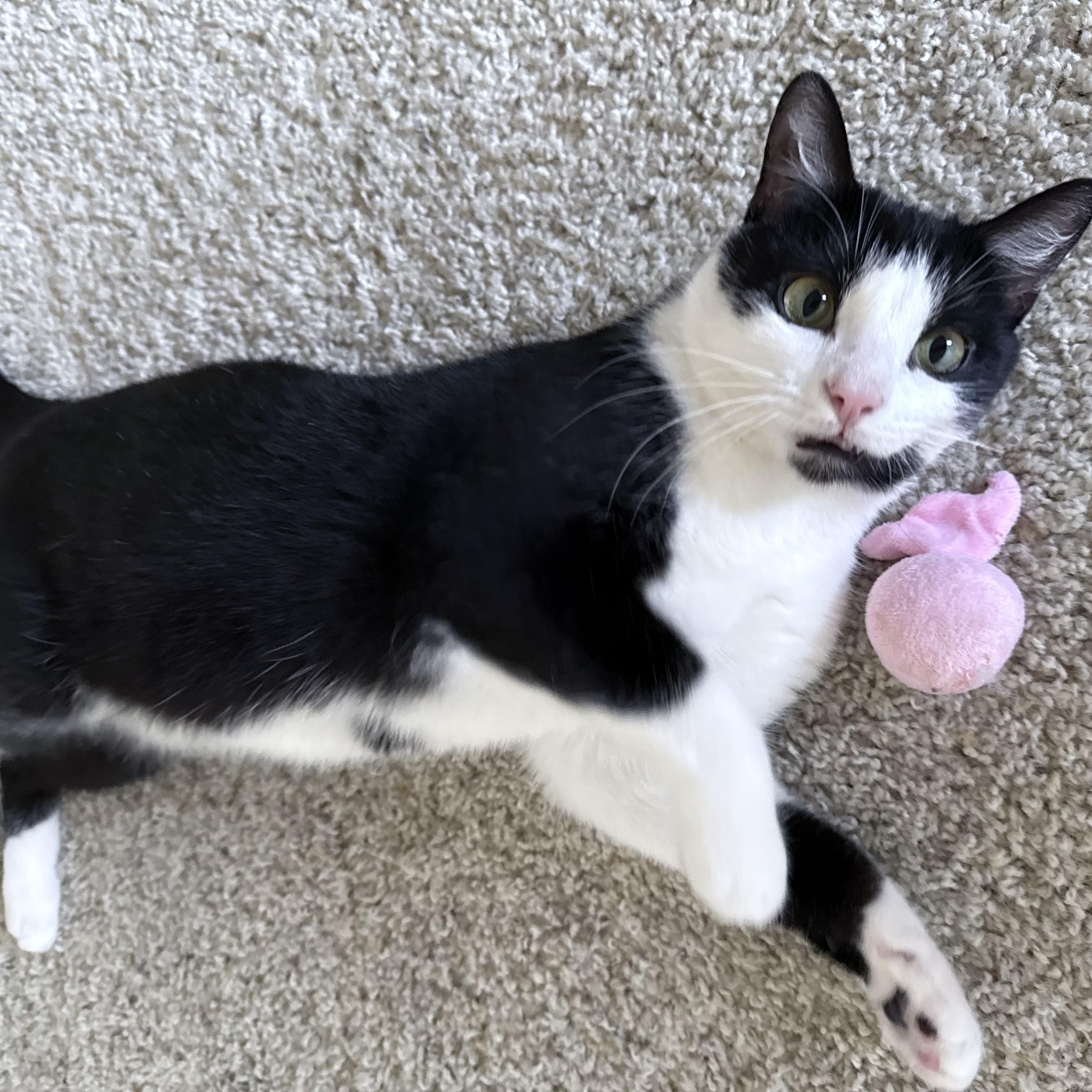 Hendrix, a Adoptable Domestic Short Hair in Santa Ana, CA image 3/6