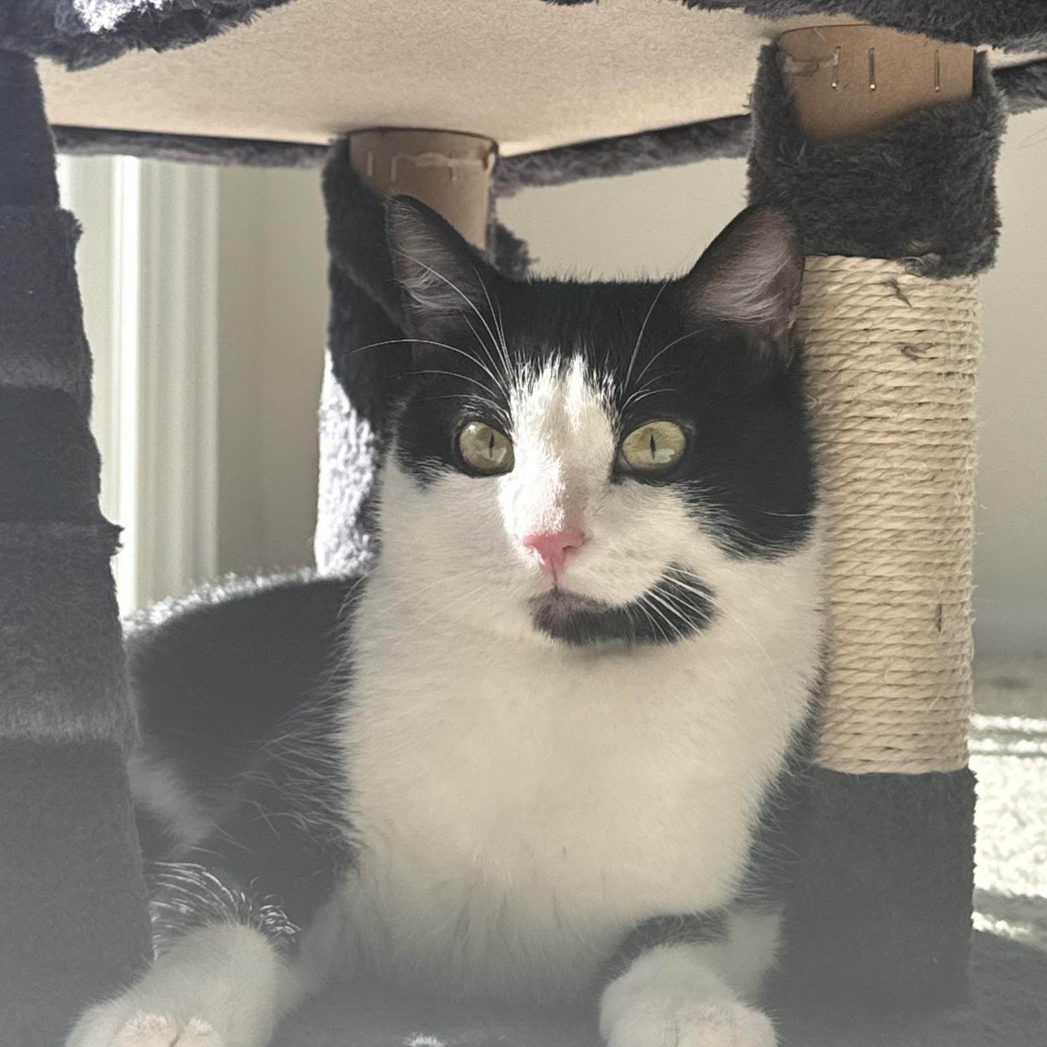 Hendrix, Adoptable, Adult Male Domestic Short Hair.