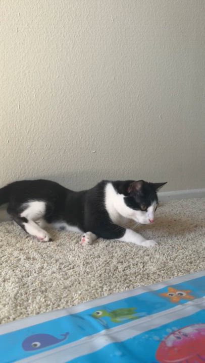 Enlarge Hendrix, a Adoptable Domestic Short Hair in Santa Ana, CA video 6/6