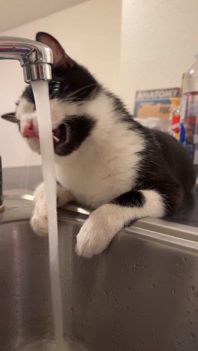 Enlarge Hendrix, a Adoptable Domestic Short Hair in Santa Ana, CA video 4/6