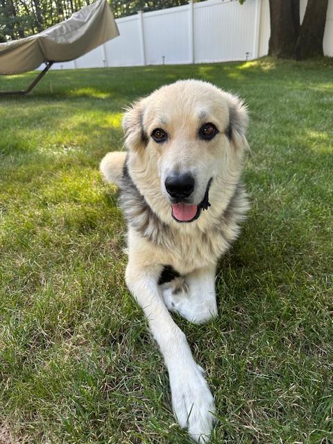 Enlarge Winnie, a Adopted mixed breed in Amesbury, MA image 1/5