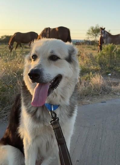 Enlarge Winnie, a Adopted mixed breed in Amesbury, MA image 2/5