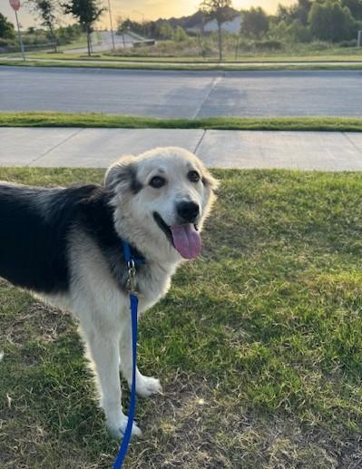 Enlarge Winnie, a Adopted mixed breed in Amesbury, MA image 3/5