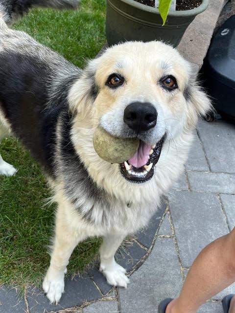 Enlarge Winnie, a Adopted mixed breed in Amesbury, MA image 4/5