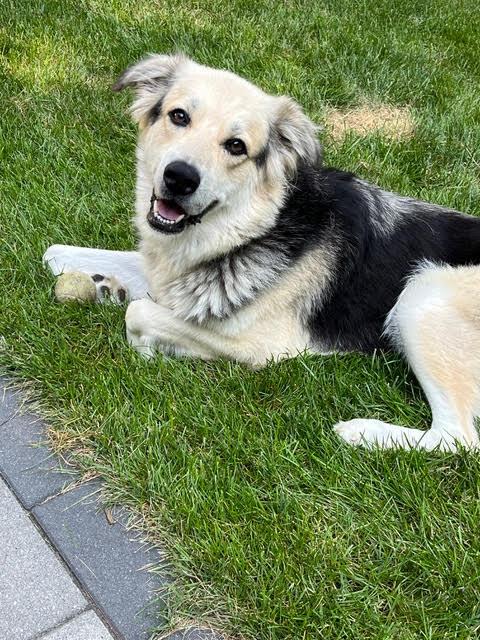 Enlarge Winnie, a Adopted mixed breed in Amesbury, MA image 5/5