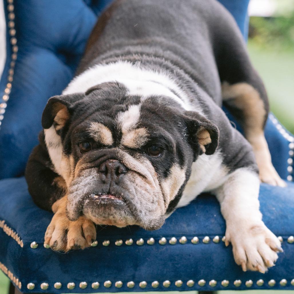 Gloria, ADOPTABLE, Adult Female English Bulldog.