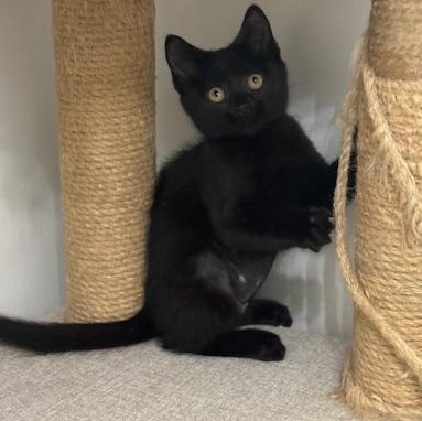 Vienna, a Adoptable mixed breed in Richmond, VA image 2/5