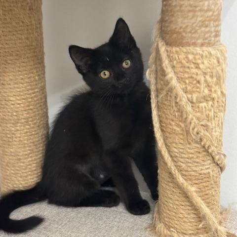 Vienna, a Adoptable mixed breed in Richmond, VA image 3/5