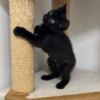 Vienna, a Adoptable mixed breed in Richmond, VA image 4/5