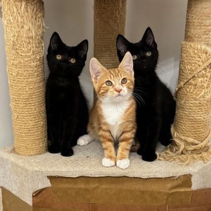 Vienna, a Adoptable mixed breed in Richmond, VA image 5/5