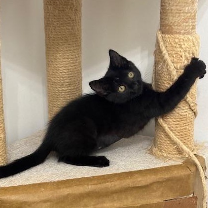 Vienna, a Adoptable mixed breed in Richmond, VA image 1/5