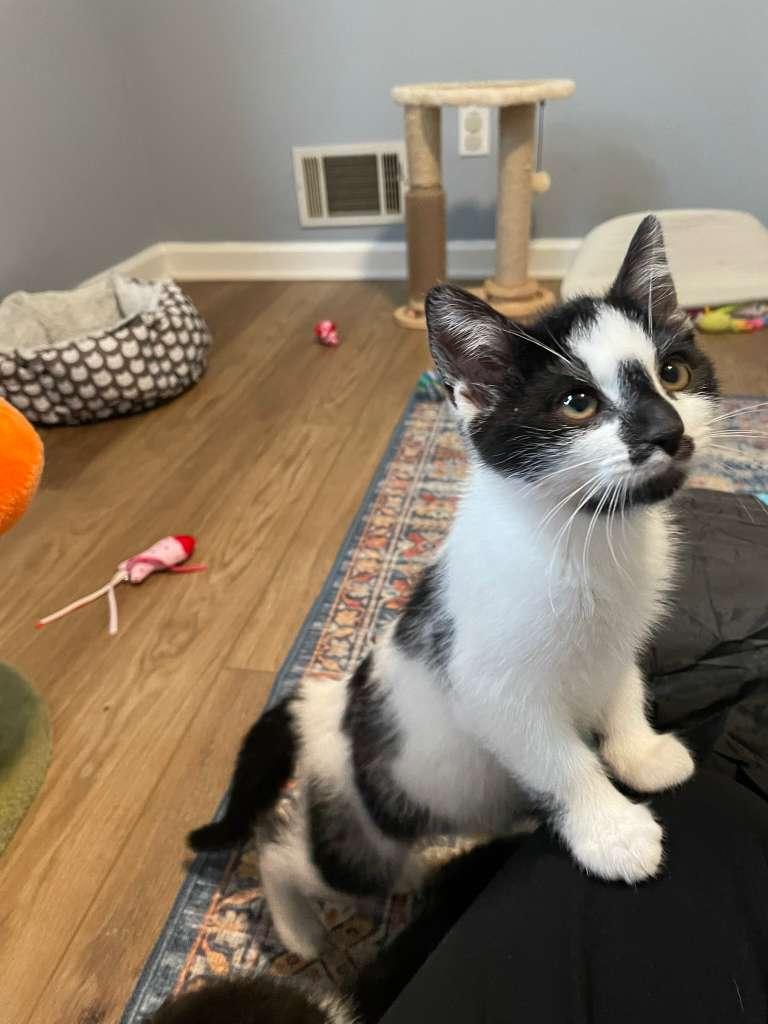 Enlarge Oreo Blizzard (bonded with Rocky Road), a ADOPTABLE Domestic Short Hair in Alpharetta, GA image 2/5