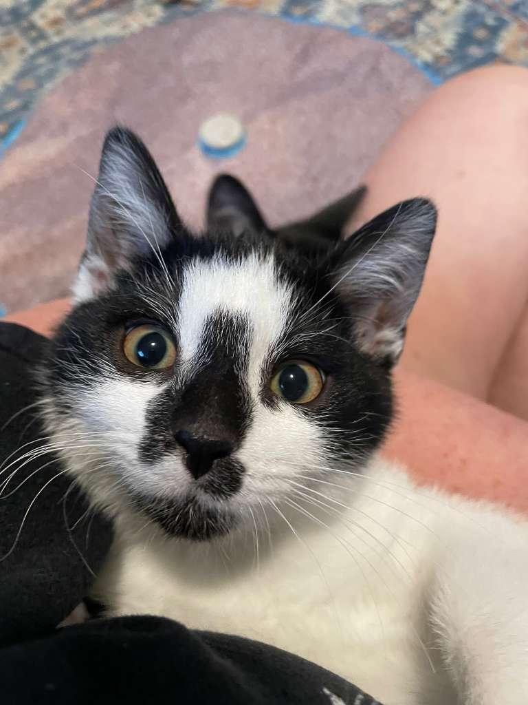 Enlarge Oreo Blizzard (bonded with Rocky Road), a ADOPTABLE Domestic Short Hair in Alpharetta, GA image 3/5